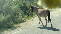 Veulen op de weg