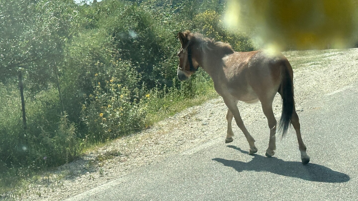 Veulen op de weg