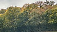 IMG_6118