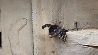 IMG_7071