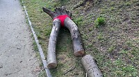 IMG_8248