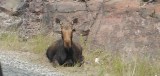 Moose