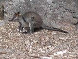 Skippy