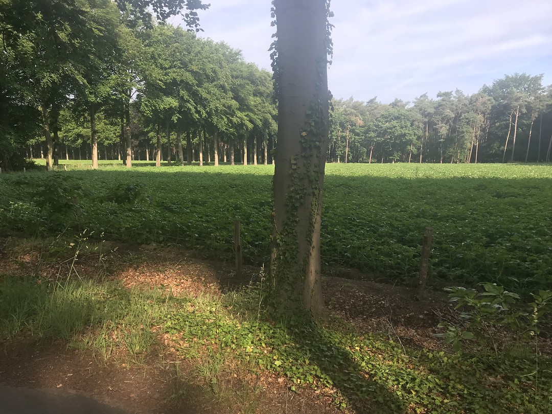 In de bossen vind je rust