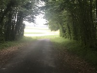 Tussen de bomen door naar mooie velden