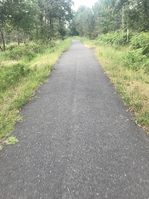 Recht fietspad door bomen