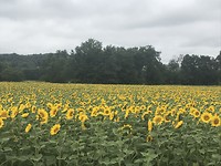 Zonnebloemen!!🌻