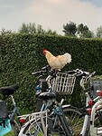 IMG-20210804-WA0032