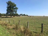 Haut Saone wijds en wijds, van alles te koop