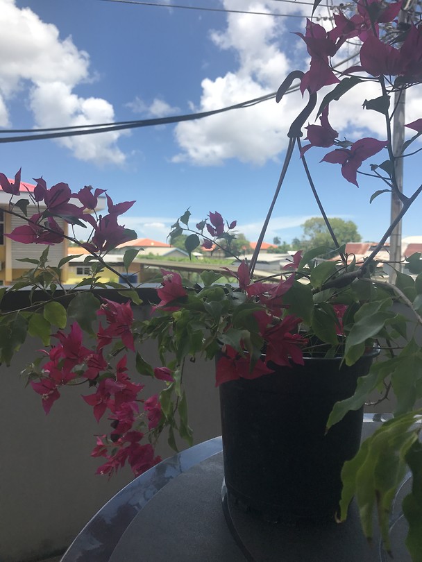 Deze bougainville plant gekocht op de zondagmarkt. Uitzicht vanaf ons balkon.