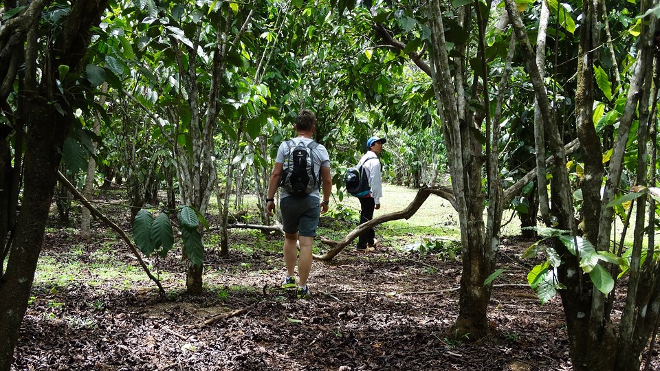 Lopen door de koffieplantage.