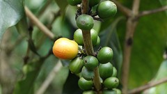 Koffiebonen.