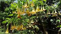 Brugmansia. Deze geuren heerlijk 's-avonds (met dank aan Bert en Yvonne voor update)