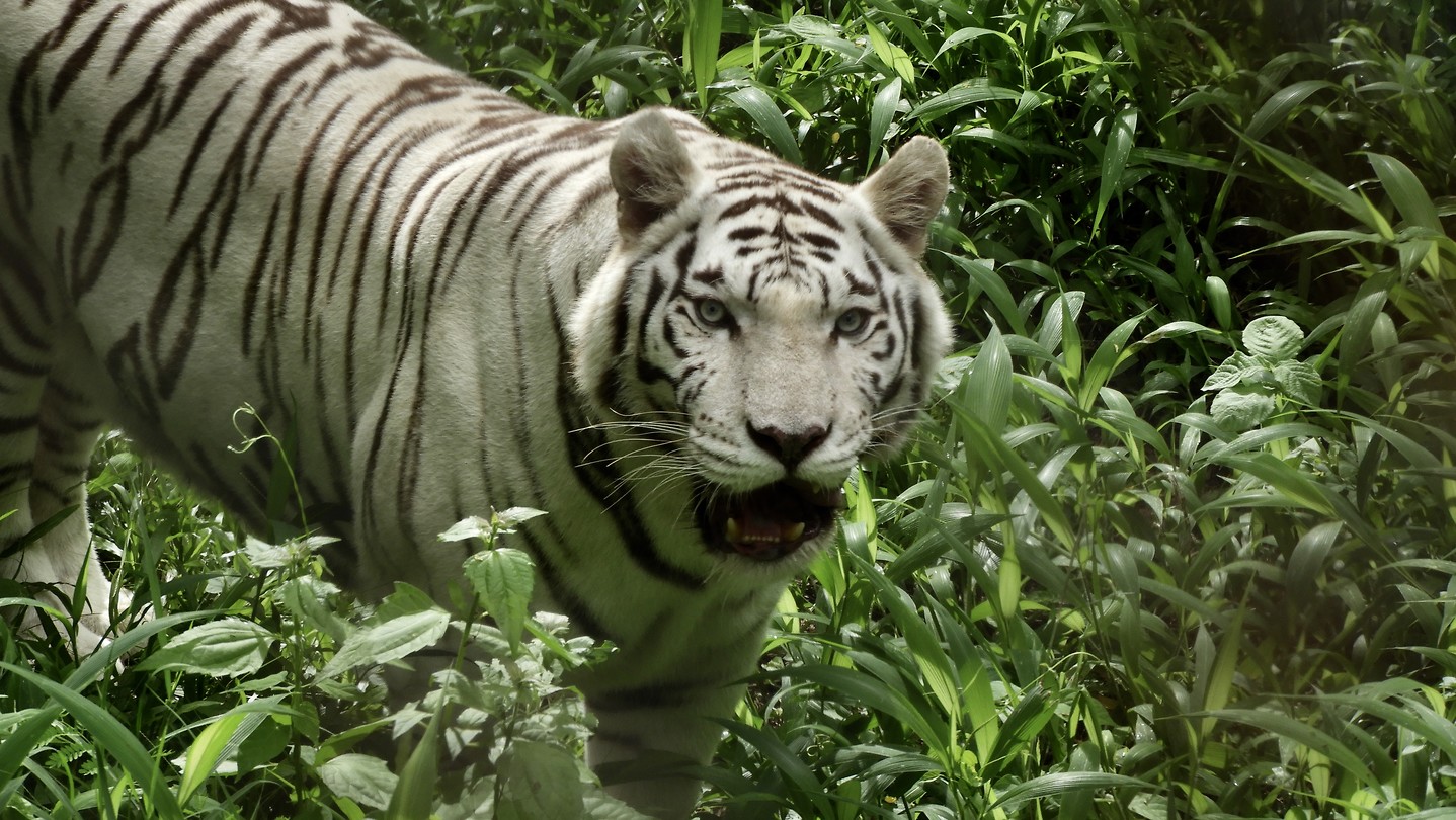 Een witte tijger.
