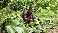 Een bananen plukker onderweg.