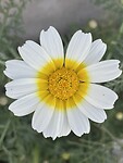 IMG_1382