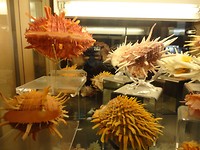 Schelpen (Museum du Coquillage)