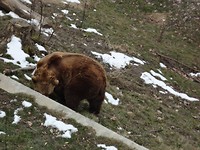 Tierpark Bärengrabe in Bern