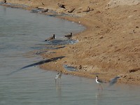 Mooie vogels