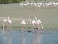 Flamingo's in het Ras Al Khor Wildlife Sanctuary