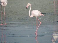 Prachtige vogels