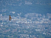 Roofvogel met Aix les Bains op de achtergrond
