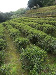 foto 12 Maokong theeplantages