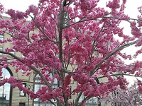 Kunstmatige Sakura