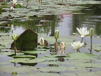 Waterlelies onderweg