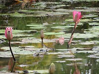 Waterlelies onderweg