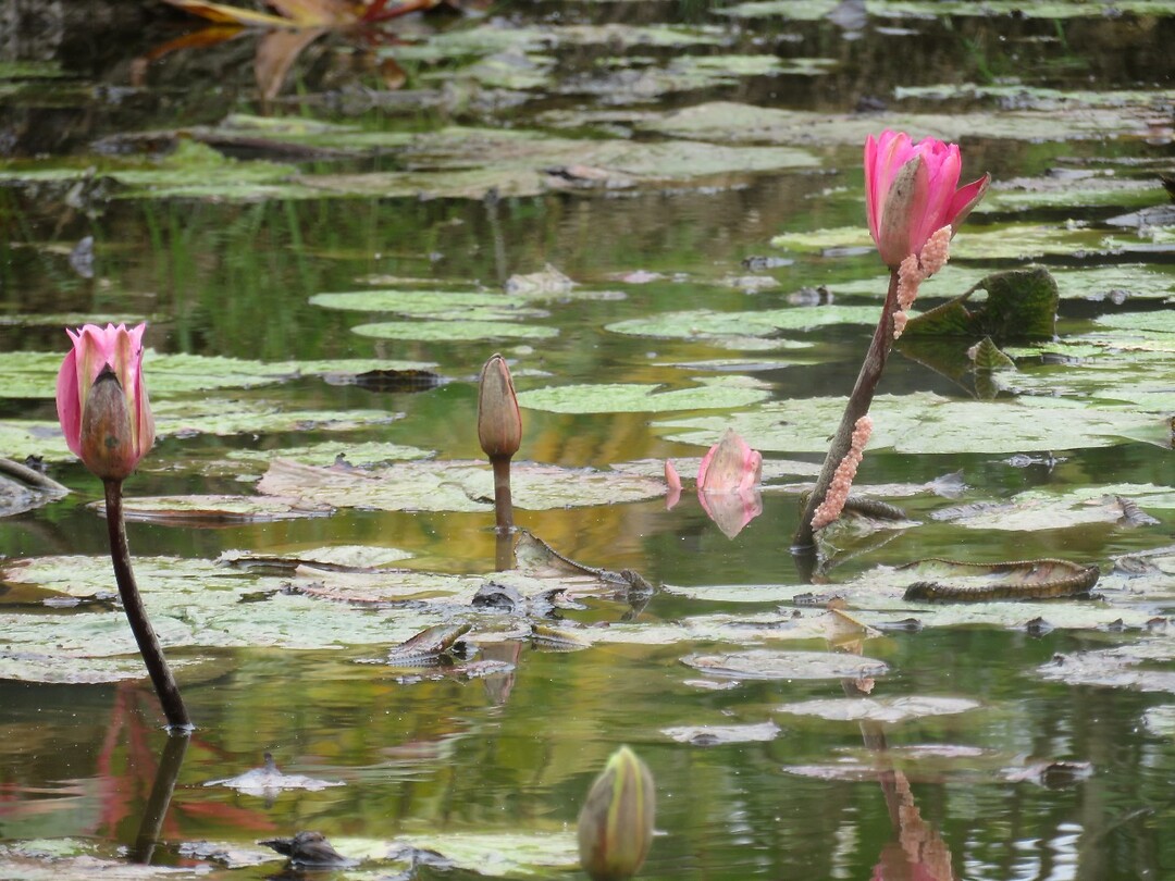 Waterlelies onderweg
