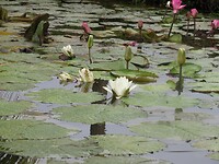 Waterlelies onderweg