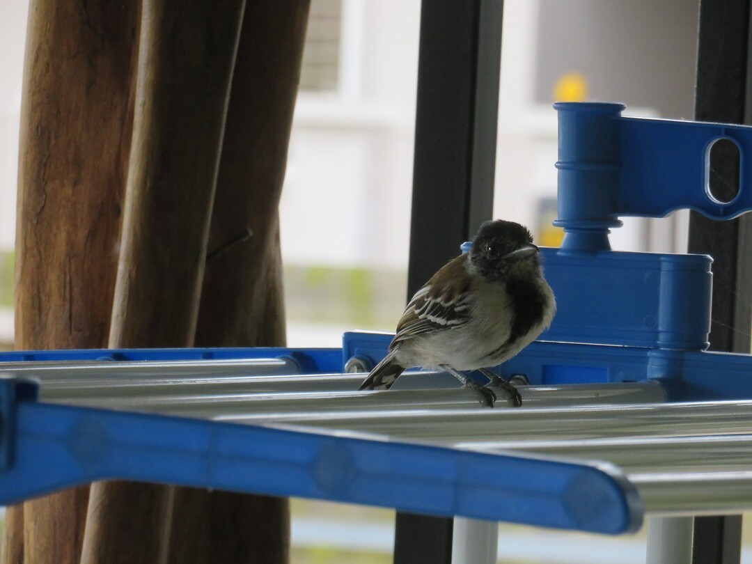 Vogeltje op ons wasrekje