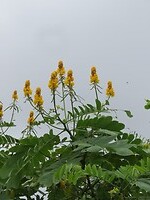 Bloemetjes onderweg