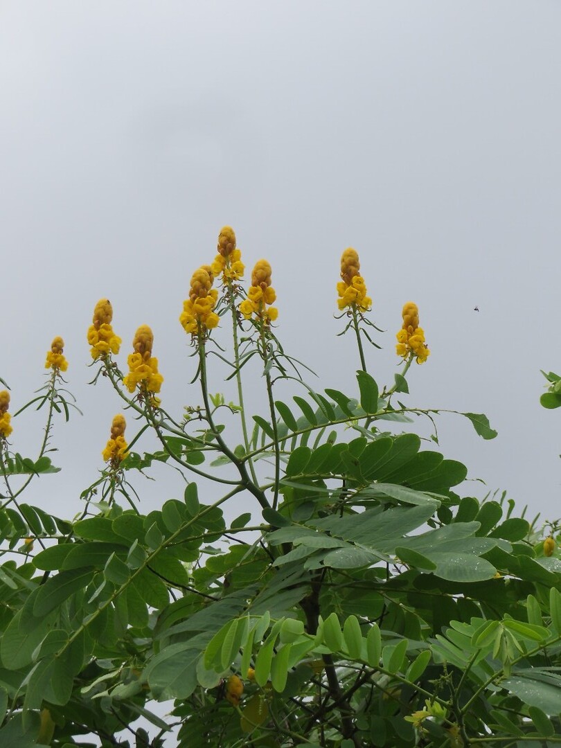 Bloemetjes onderweg