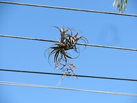 Plantje met luchtwortels op elektriciteitsdraad - grappig!