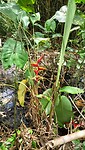 Plantage Peperpot