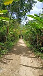Plantage Peperpot
