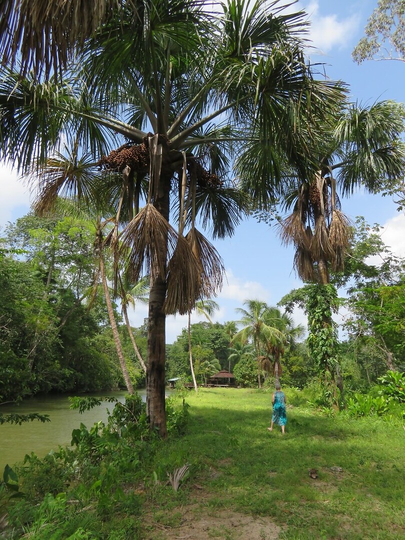Overbridge River Resort
