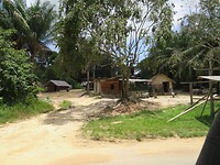 Zichtje op het Amazonewoud vanuit onze korjaal, op de Surinamerivier.