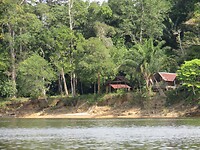 Zichtje op het Amazonewoud vanuit onze korjaal, op de Surinamerivier.