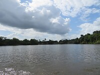 Zichtje op het Amazonewoud vanuit onze korjaal, op de Surinamerivier.