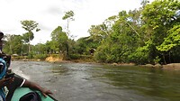 Zichtje op het Amazonewoud vanuit onze korjaal, op de Surinamerivier.
