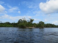Zichtje op het Amazonewoud vanuit onze korjaal, op de Surinamerivier.