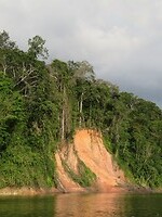 Zichtje op het Amazonewoud vanuit onze korjaal, op de Surinamerivier.