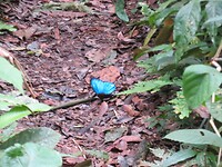 Schitterende vlinder die we regelmatig ontmoeten in de jungle
