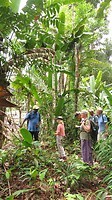 Junglewandeling, richting Ananasberg (Chapeau geeft uitleg over de 'kostgrond')