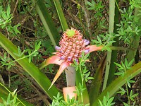 Verse ananas, nog in de groei!