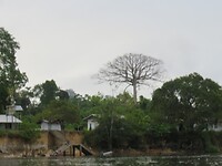 Dorpje langs de rivier, met de Heilige Boom