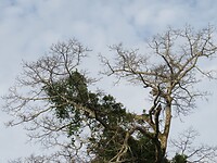 Dooie bomen worden sowieso door de natuur ingepalmd!